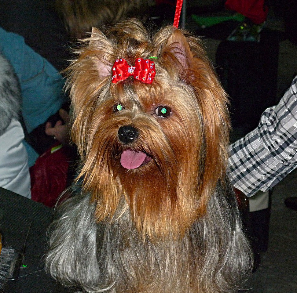  EMERITA — Labaza DogPedigree YorkshireTerrier